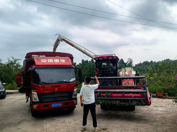 铜梁插腊村，技术员正在指挥收割机将粮食转往运输车。彭韦摄